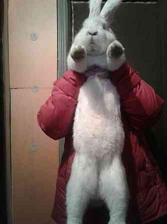 Кролик белый фландер  Алматы