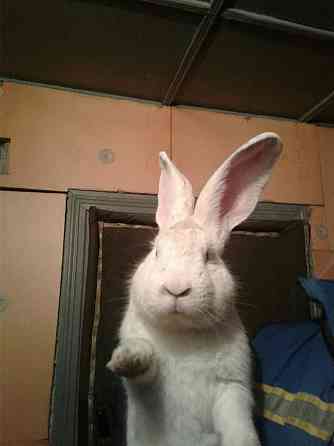Кролик белый фландер Алматы