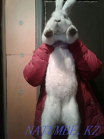 Rabbit white flander Almaty - photo 1