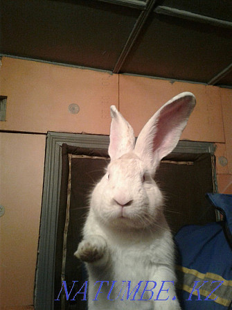 Rabbit white flander Almaty - photo 2