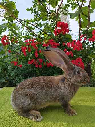 Продажа кроликов породы фландр Алматы