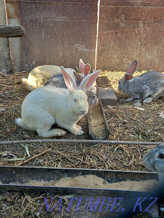 Large thoroughbred rabbits for sale  - photo 2