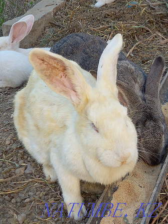 Large thoroughbred rabbits for sale  - photo 3