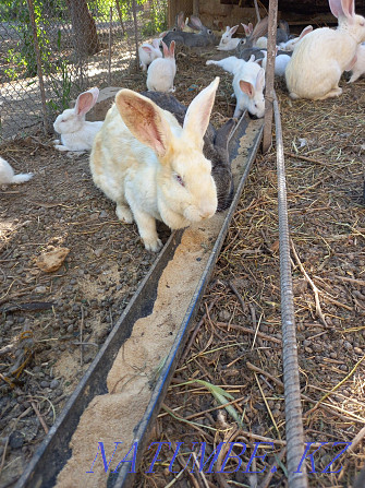 Large thoroughbred rabbits for sale  - photo 4