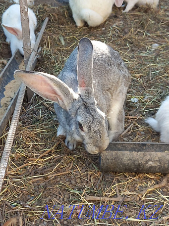 Large thoroughbred rabbits for sale  - photo 1