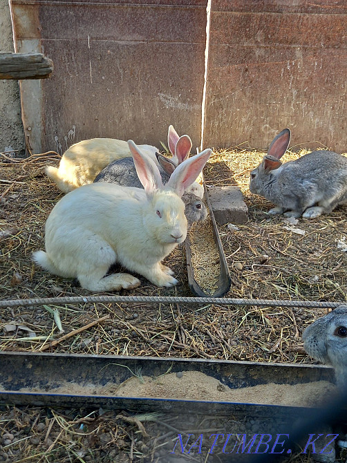 Ірі асыл тұқымды қояндар сатылады  - изображение 2