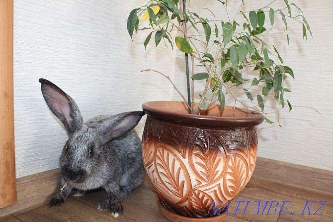 Кролики Полтавское серебро Астана - изображение 2