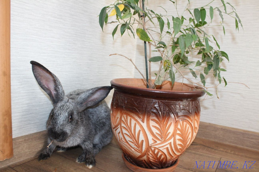 Rabbits Poltava Silver Astana - photo 2