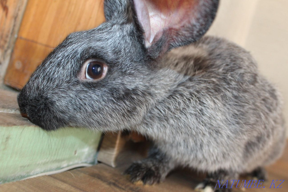 Rabbits Poltava Silver Astana - photo 1