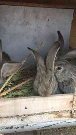 Кролики фландр Кокшетау
