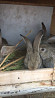 Кролики фландр  Көкшетау