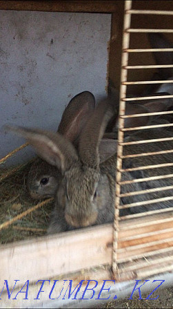 Кролики фландр Кокшетау - изображение 2