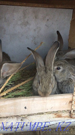 Кролики фландр Кокшетау - изображение 1