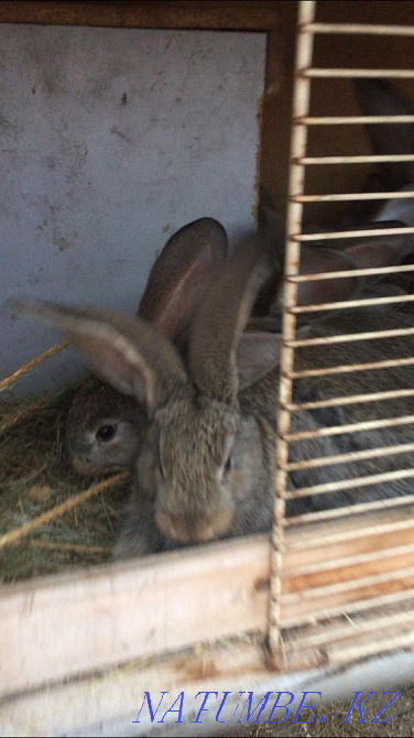 Кролики фландр Кокшетау - изображение 2