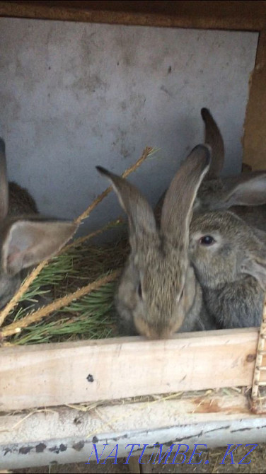 Кролики фландр Кокшетау - изображение 1