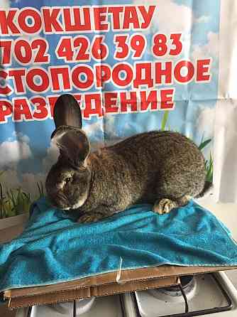 Кролики фландр Астана