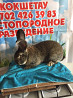 Кролики фландр  Астана