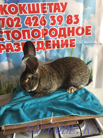 Кролики фландр Астана - изображение 1