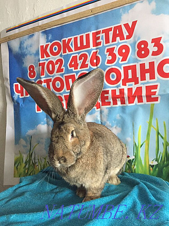 Кролики фландр Астана - изображение 3