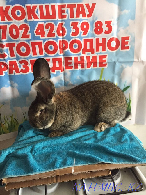 Кролики фландр Астана - изображение 1