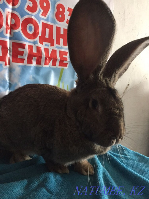 Кролики фландр Астана - изображение 2