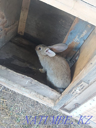 Продам парочку кроликов породы Фландер. Текели - изображение 2