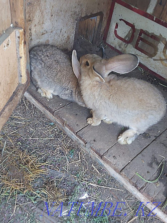 I have a pair of Flander rabbits for sale. Tekeli - photo 1