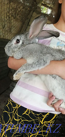 Gray big rabbit girl  - photo 1