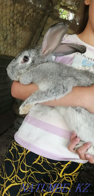 Gray big rabbit girl  - photo 1