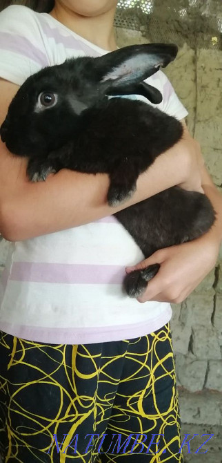 Черный кролик мальчик  - изображение 1