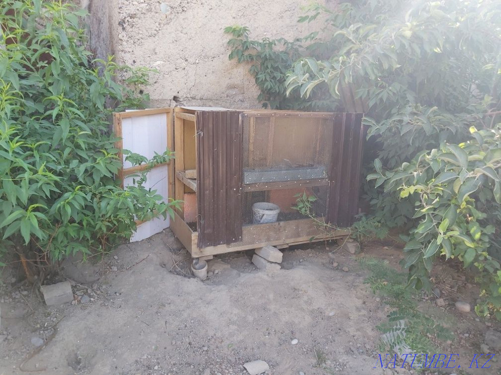 Cage for rabbits and birds Shymkent - photo 3