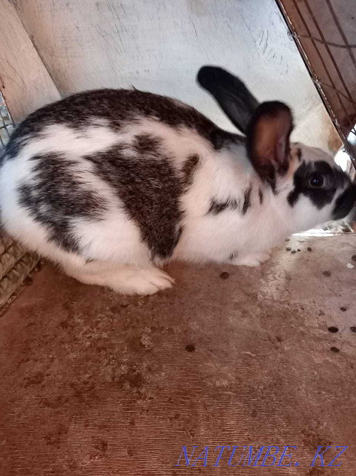 Таза тұқымды қояндар  Тараз  - изображение 1