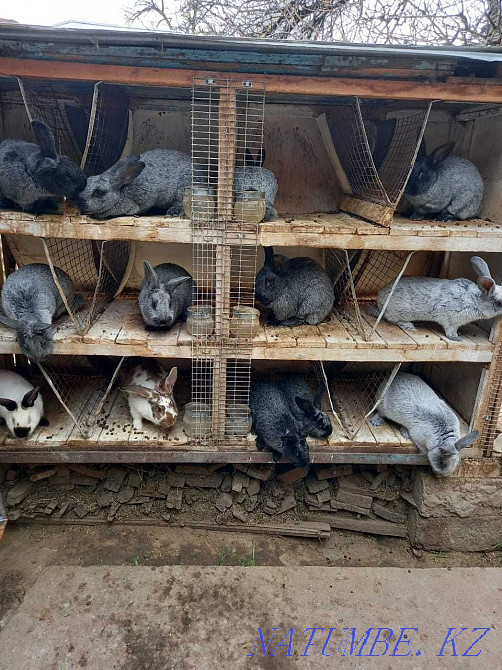 Таза тұқымды қояндар  Тараз  - изображение 4