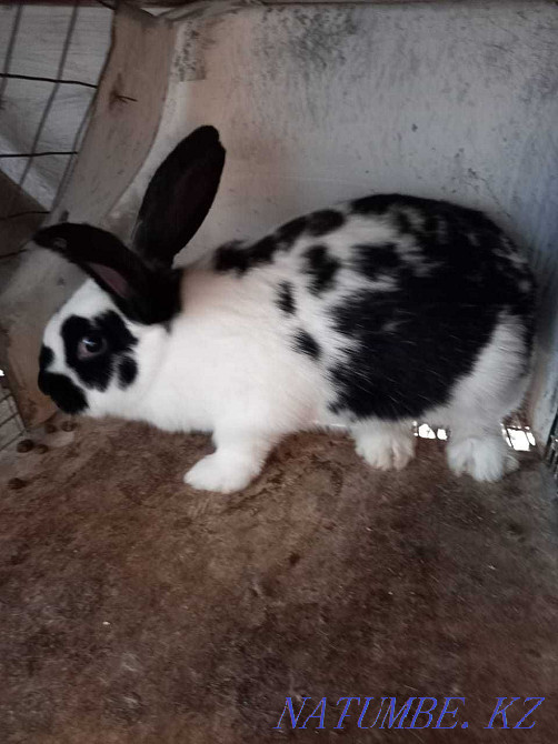 Таза тұқымды қояндар  Тараз  - изображение 2