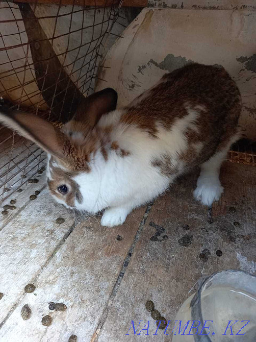 Таза тұқымды қояндар  Тараз  - изображение 3