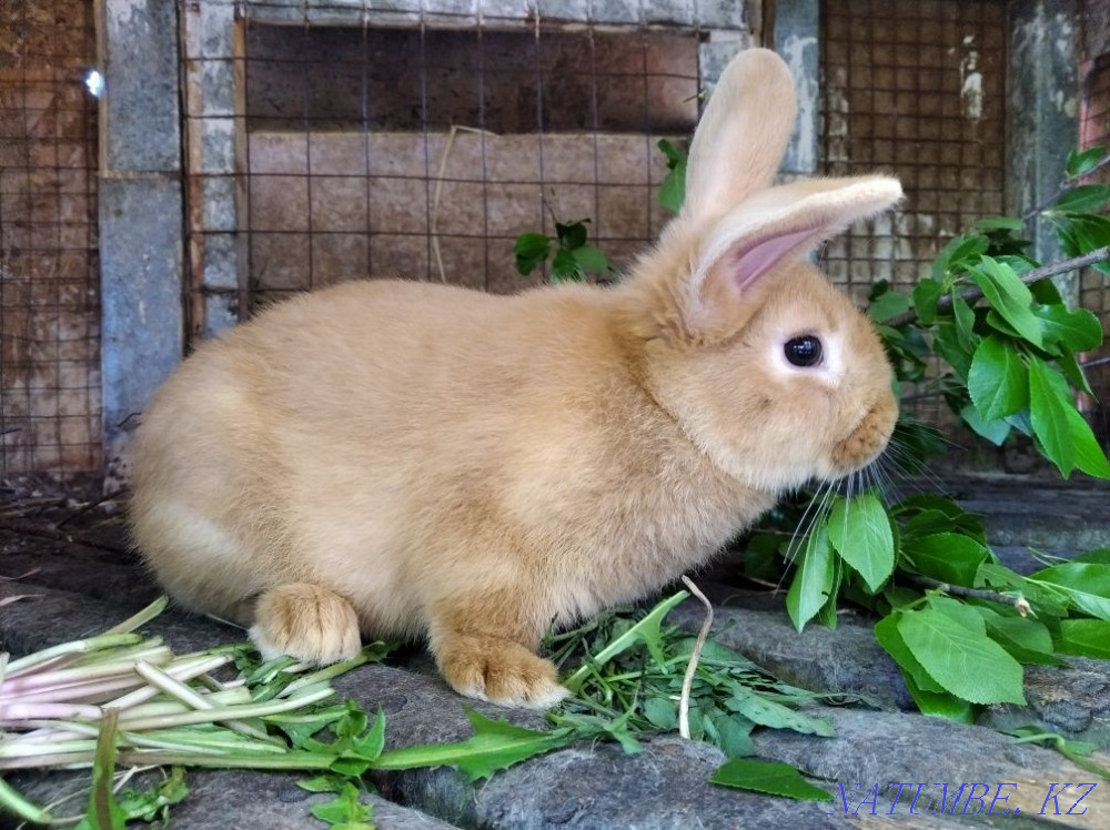 I will sell rabbits Ust-Kamenogorsk - photo 1