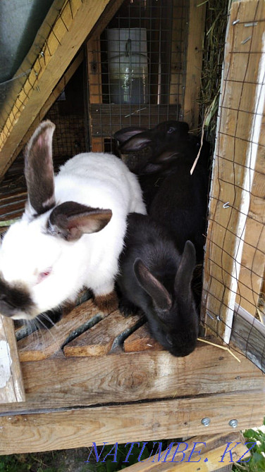 I will sell rabbits Ust-Kamenogorsk - photo 2
