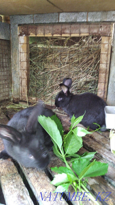 I will sell rabbits Ust-Kamenogorsk - photo 3