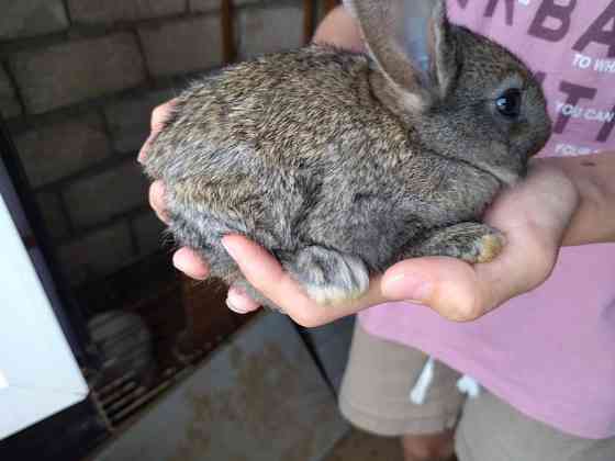 Кролики двух месячные по 1000 тенге также есть взрослые по 7000 тыс  Ақсай 