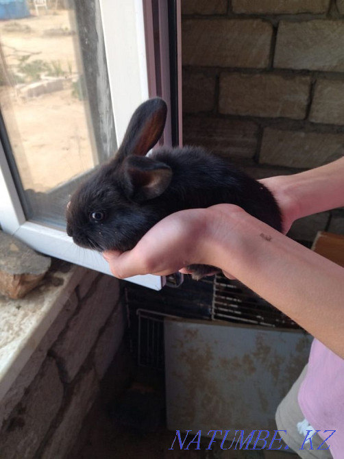 Кролики двух месячные по 1000 тенге также есть взрослые по 7000 тыс Аксай - изображение 4