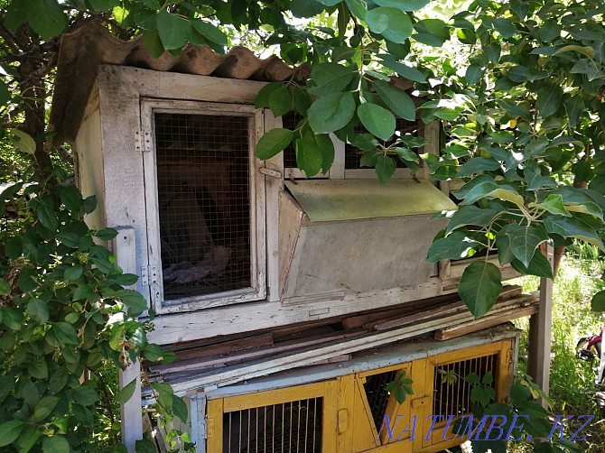 Rabbit cages Shymkent - photo 4