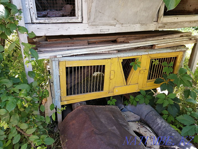 Rabbit cages Shymkent - photo 1