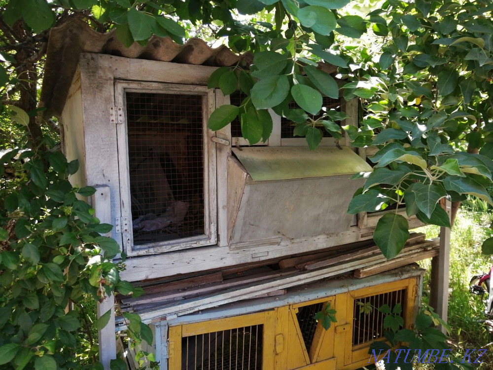 Rabbit cages Shymkent - photo 4
