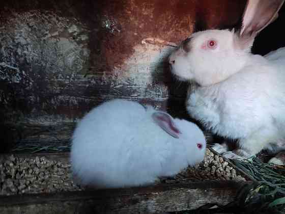 Калифорнийские Кролики разных возрастов Ust-Kamenogorsk