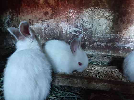 Калифорнийские Кролики разных возрастов  Өскемен