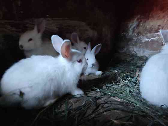 Калифорнийские Кролики разных возрастов Усть-Каменогорск
