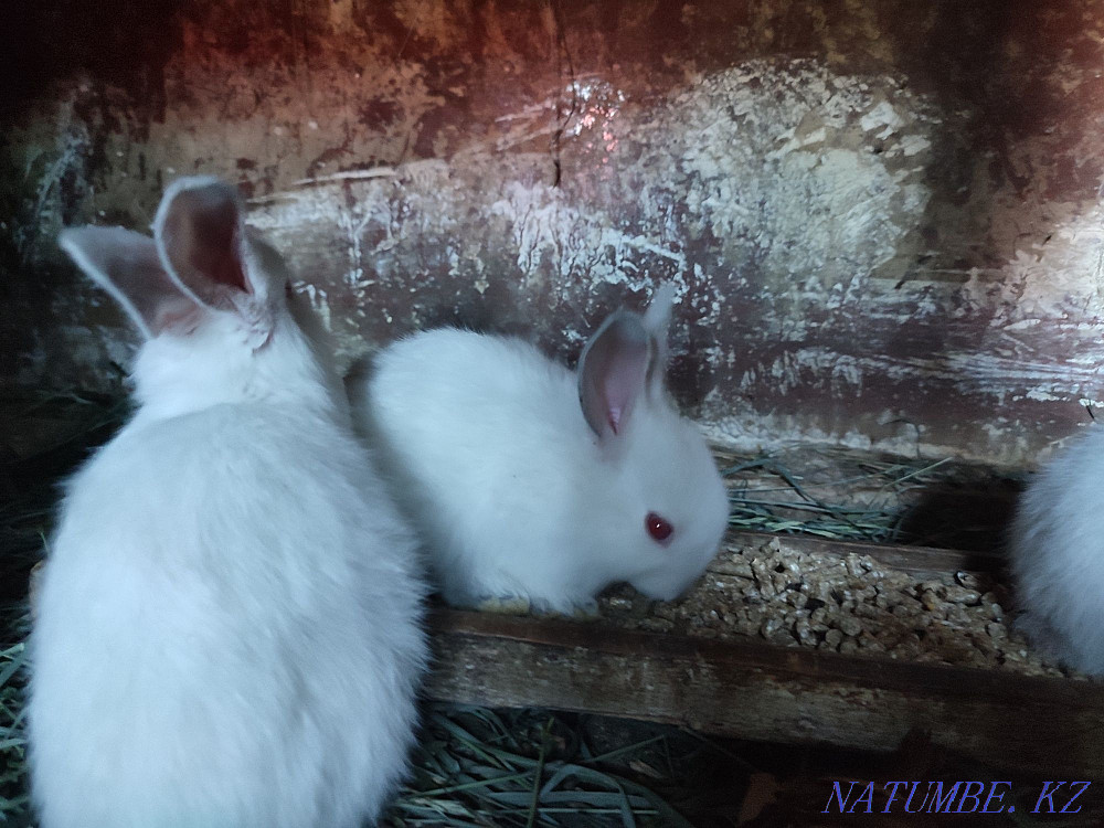 Калифорнийские Кролики разных возрастов Усть-Каменогорск - изображение 2