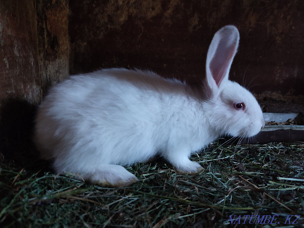Калифорнийские Кролики разных возрастов Усть-Каменогорск - изображение 1