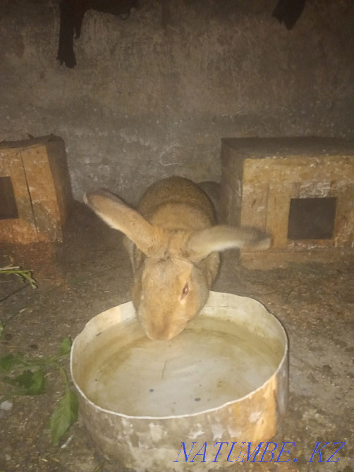 I will sell rabbits 2500 Aqsu - photo 1