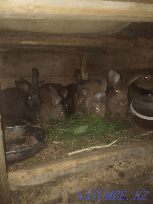 I will sell rabbits 2500 Aqsu - photo 4